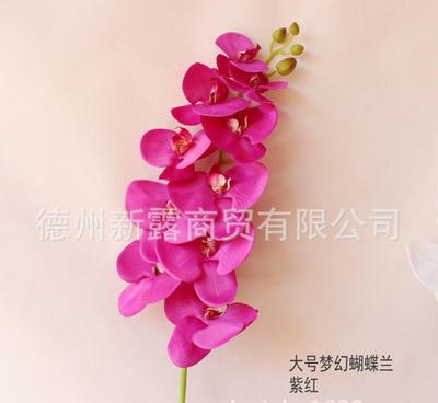 不止于裝飾 10頭大號(hào)夢(mèng)幻蝴蝶蘭如何重塑家居美學(xué)新魂